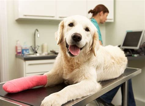 Lefferts animal hospital - Senior Care - At Lefferts Animal Hospital in Richmond Hill, NY, we provide care for your pet through all stages of life. ... 86-37 Lefferts Blvd Richmond Hill, NY ... 